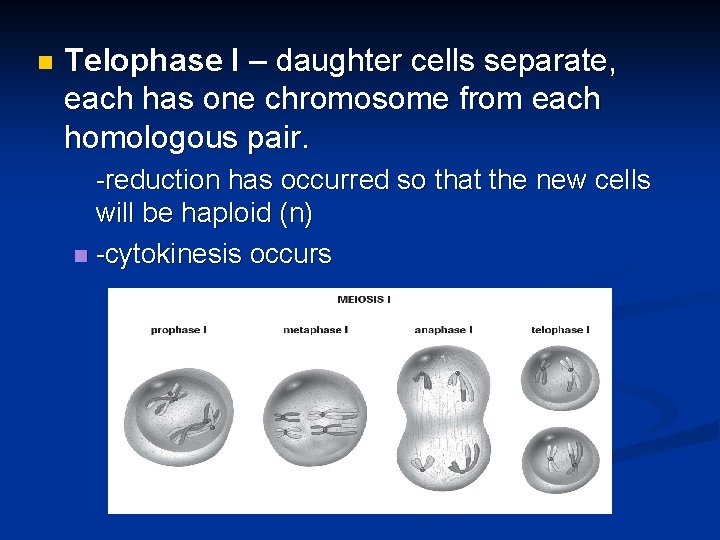 n Telophase I – daughter cells separate, each has one chromosome from each homologous
