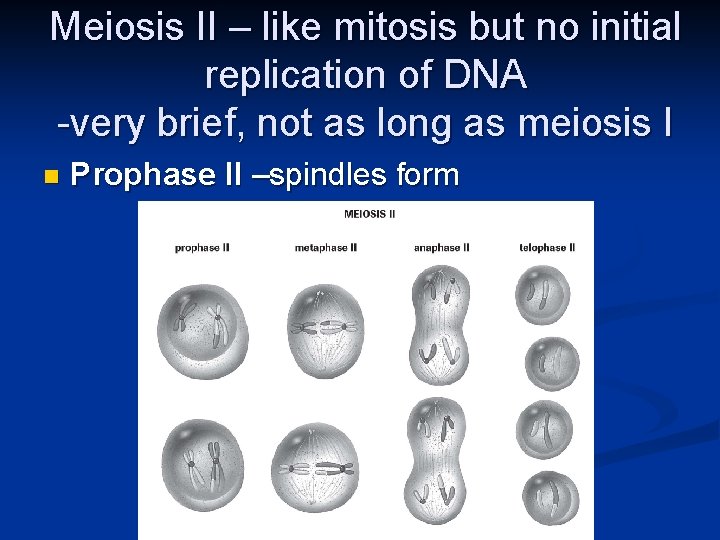 Meiosis II – like mitosis but no initial replication of DNA -very brief, not
