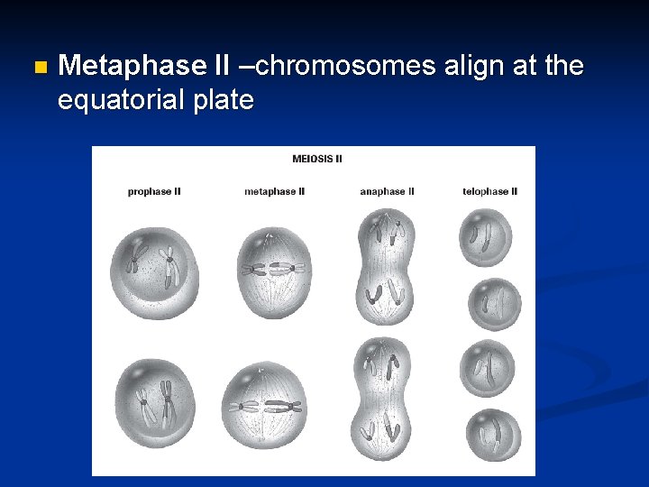 n Metaphase II –chromosomes align at the equatorial plate 
