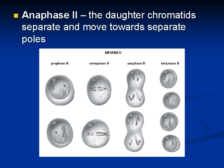n Anaphase II – the daughter chromatids separate and move towards separate poles 