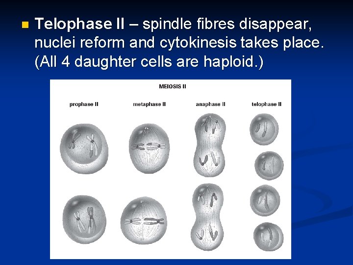 n Telophase II – spindle fibres disappear, nuclei reform and cytokinesis takes place. (All