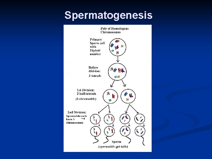 Spermatogenesis 