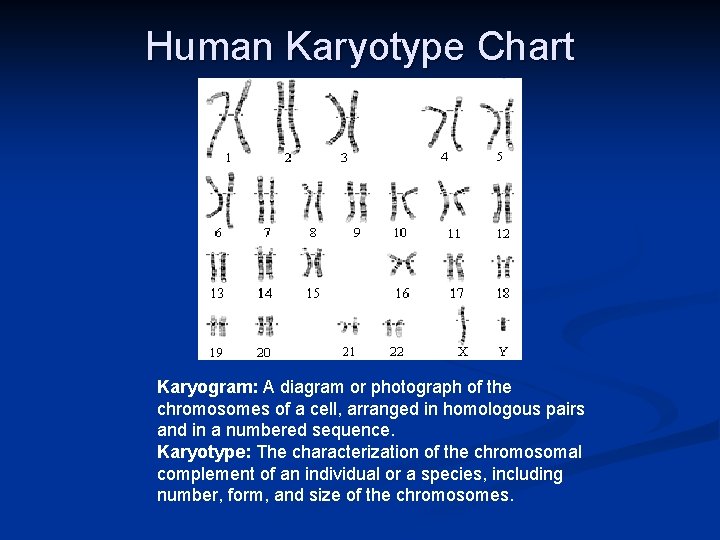 Human Karyotype Chart Karyogram: A diagram or photograph of the chromosomes of a cell,