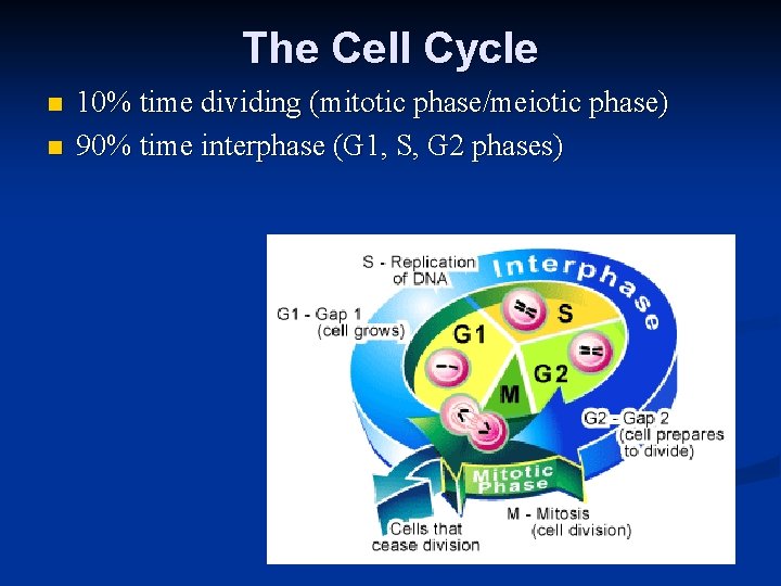 The Cell Cycle n n 10% time dividing (mitotic phase/meiotic phase) 90% time interphase