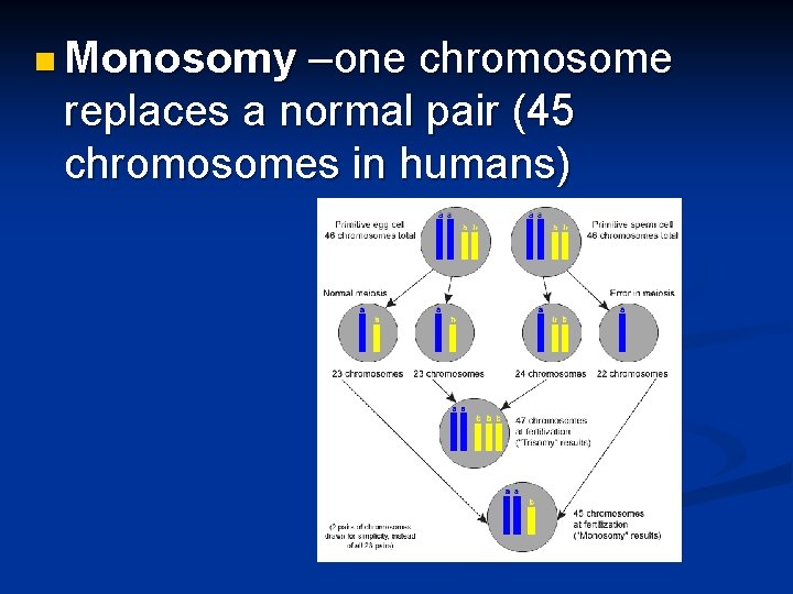 n Monosomy –one chromosome replaces a normal pair (45 chromosomes in humans) 