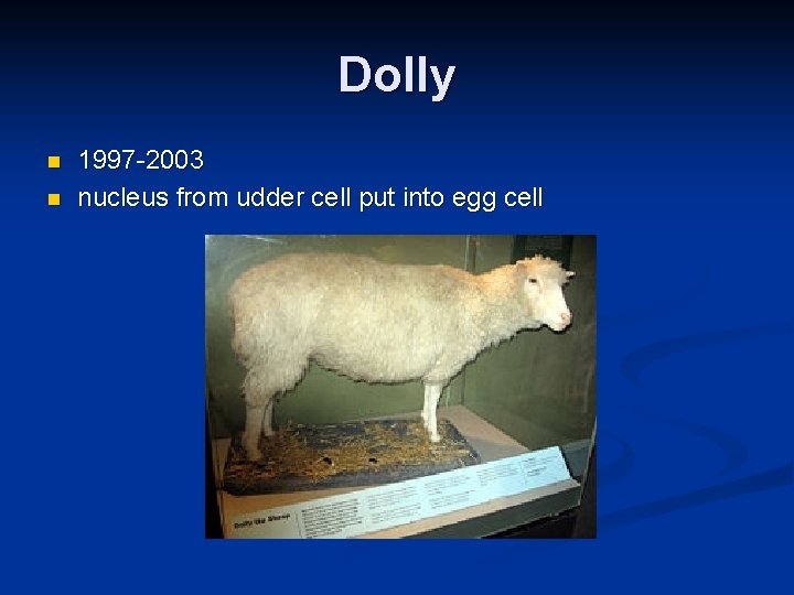 Dolly n n 1997 -2003 nucleus from udder cell put into egg cell 