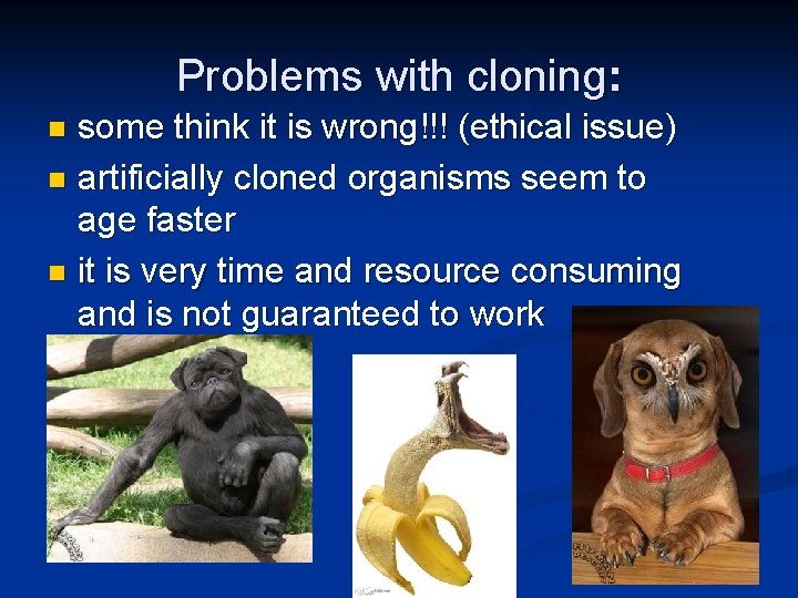 Problems with cloning: some think it is wrong!!! (ethical issue) n artificially cloned organisms