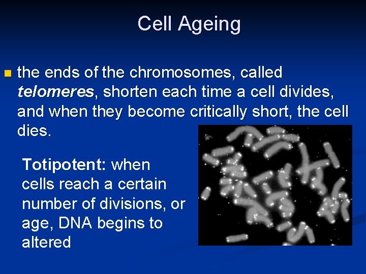 Cell Ageing n the ends of the chromosomes, called telomeres, shorten each time a