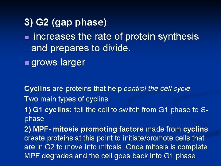 3) G 2 (gap phase) n increases the rate of protein synthesis and prepares