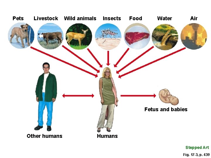 Pets Livestock Wild animals Insects Food Water Air Fetus and babies Other humans Humans