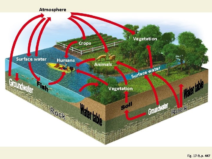 Atmosphere Vegetation Crops Surface water Humans Animals ater w e ac Surf Vegetation Fig.