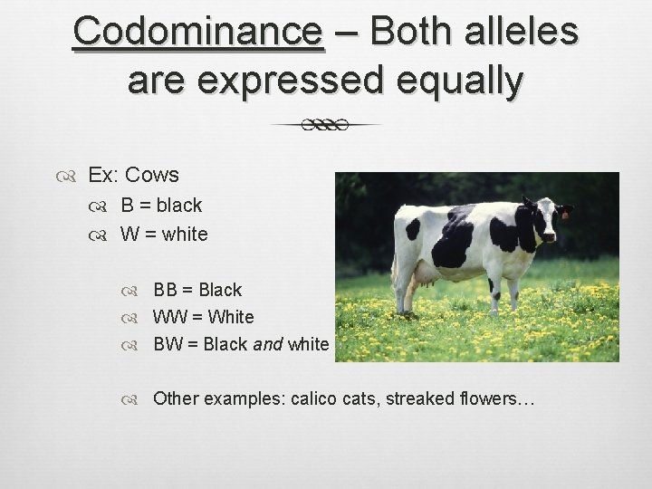Codominance – Both alleles are expressed equally Ex: Cows B = black W =