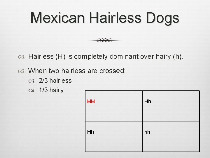 Mexican Hairless Dogs Hairless (H) is completely dominant over hairy (h). When two hairless