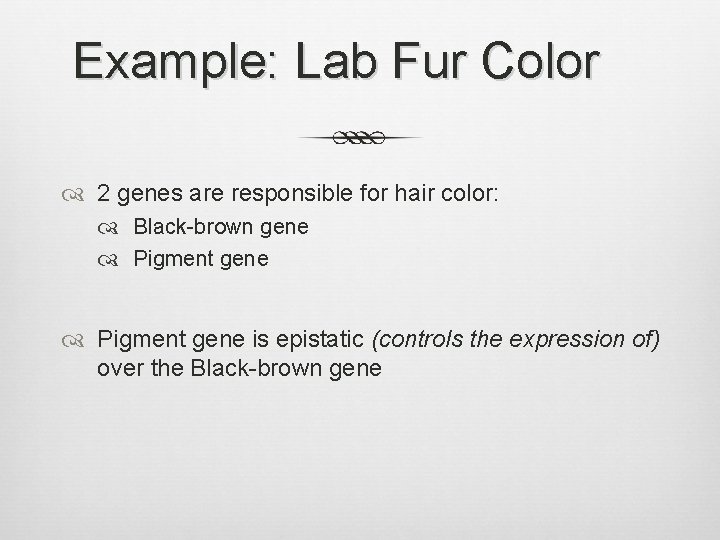 Example: Lab Fur Color 2 genes are responsible for hair color: Black-brown gene Pigment