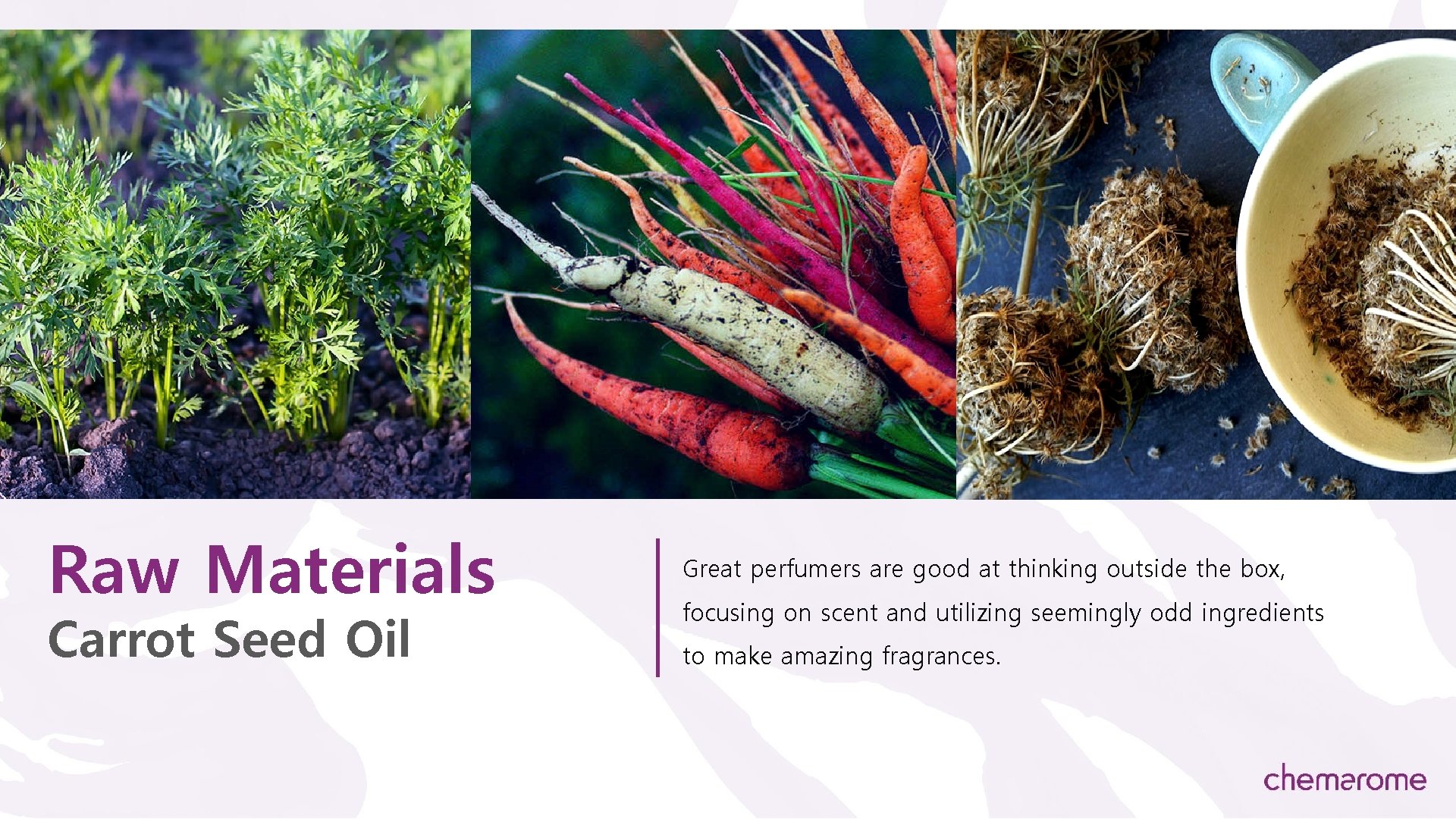 Raw Materials Carrot Seed Oil Great perfumers are good at thinking outside the box,