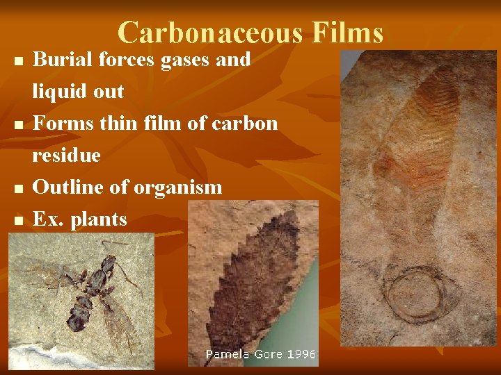 Carbonaceous Films n n Burial forces gases and liquid out Forms thin film of