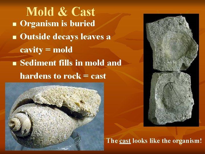Mold & Cast n n n Organism is buried Outside decays leaves a cavity