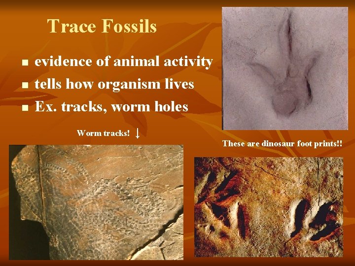 Trace Fossils n n n evidence of animal activity tells how organism lives Ex.