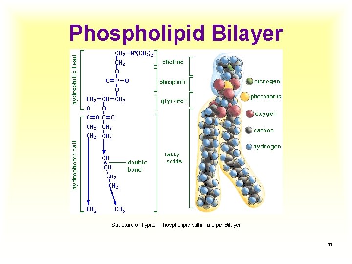 Phospholipid Bilayer Structure of Typical Phospholipid within a Lipid Bilayer 11 