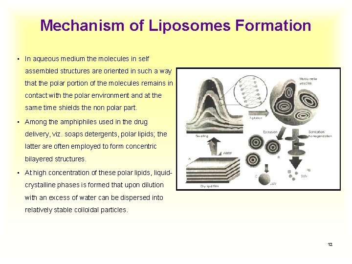 Mechanism of Liposomes Formation • In aqueous medium the molecules in self assembled structures