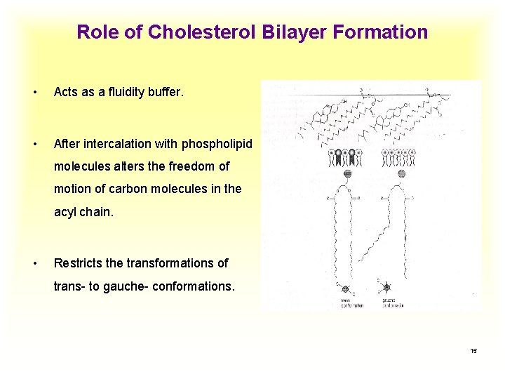 Role of Cholesterol Bilayer Formation • Acts as a fluidity buffer. • After intercalation