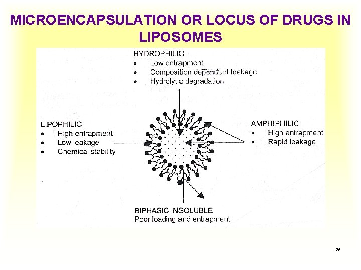 MICROENCAPSULATION OR LOCUS OF DRUGS IN LIPOSOMES 26 