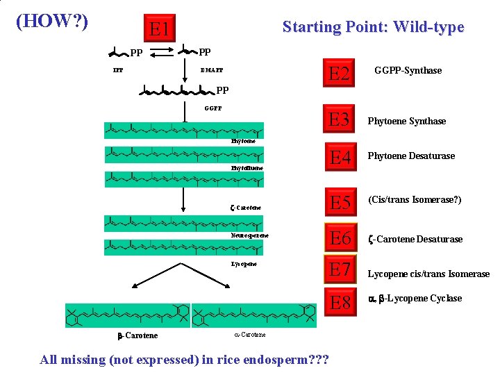 (HOW? ) Starting Point: Wild-type E 1 PP IPP PP DMAPP E 2 GGPP-Synthase