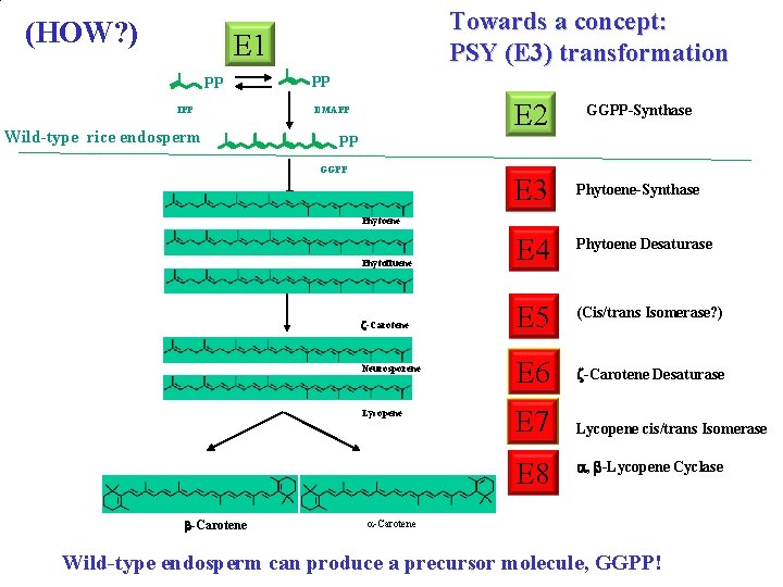(HOW? ) Towards a concept: PSY (E 3) transformation E 1 PP IPP Wild-type