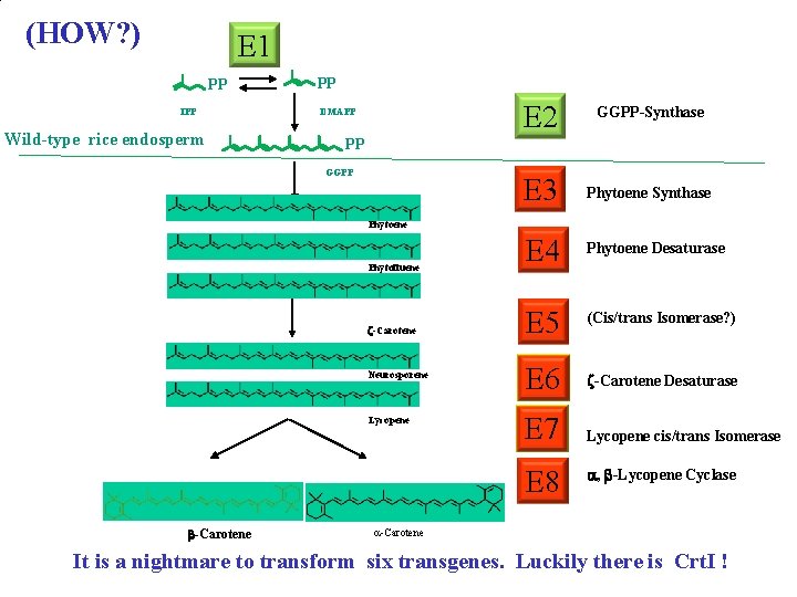 (HOW? ) E 1 PP IPP Wild-type rice endosperm PP DMAPP E 2 GGPP-Synthase