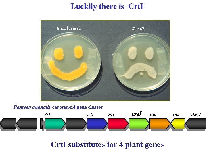 Luckily there is Crt. I transformed E. coli Pantoea ananatis carotenoid gene cluster crt.