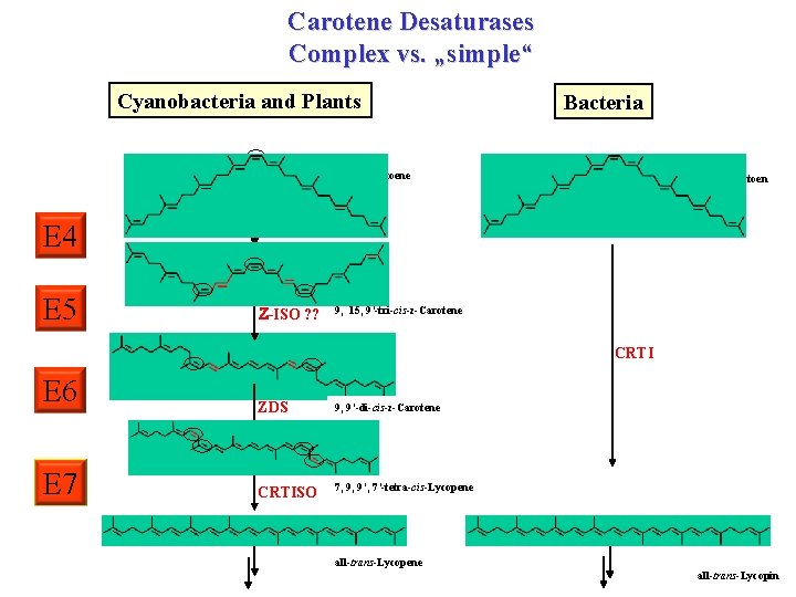 Carotene Desaturases Complex vs. „simple“ Cyanobacteria and Plants Bacteria 15 -cis-Phytoene E 4 E