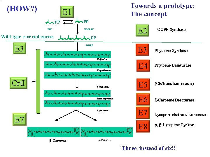 (HOW? ) Towards a prototype: The concept E 1 PP IPP Wild-type rice endosperm