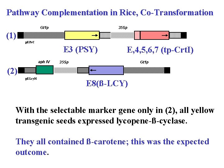 Pathway Complementation in Rice, Co-Transformation Gt 1 p 35 Sp (1) p. ZPs. C