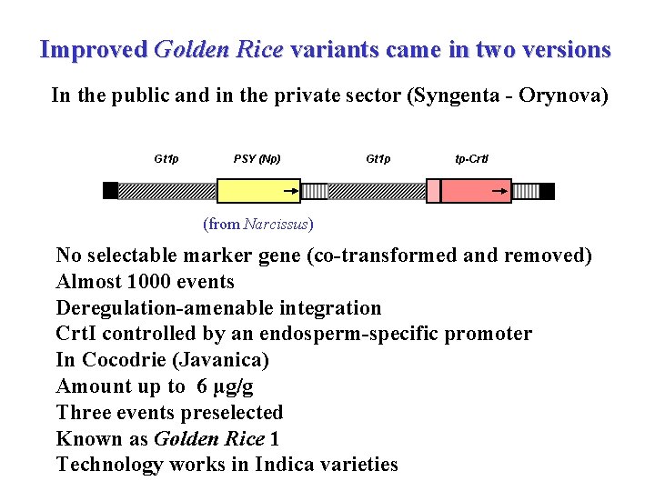 Improved Golden Rice variants came in two versions In the public and in the