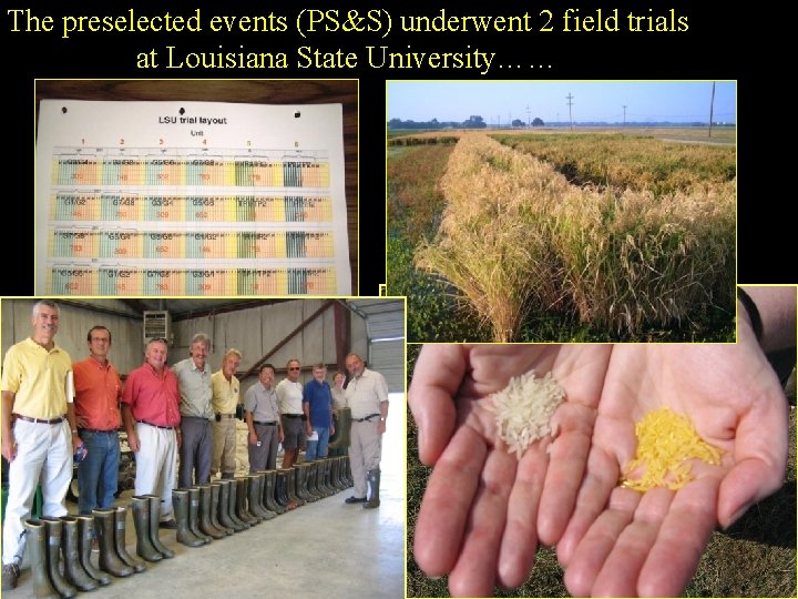 The preselected events (PS&S) underwent 2 field trials at Louisiana State University…… The preselected events (PS&S) underwent 2 field trials at Louisiana State University……