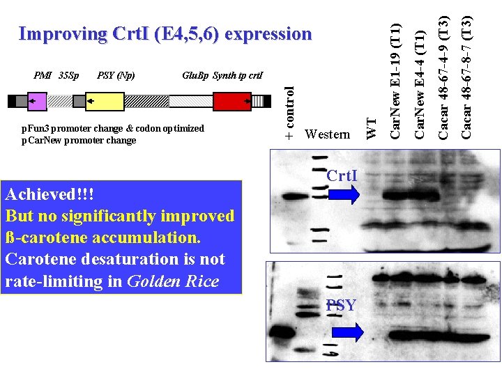 Achieved!!! But no significantly improved ß-carotene accumulation. Carotene desaturation is not rate-limiting in Golden Achieved!!! But no significantly improved ß-carotene accumulation. Carotene desaturation is not rate-limiting in Golden
