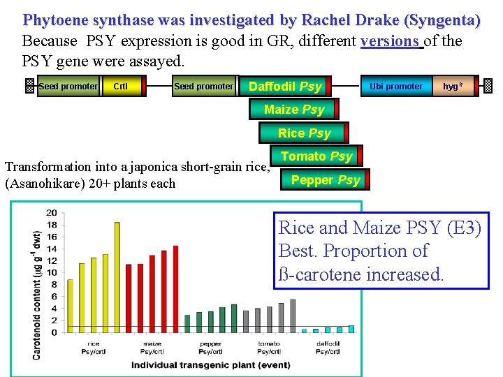 Phytoene synthase was investigated by Rachel Drake (Syngenta) Because PSY expression is good in