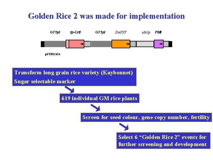 Golden Rice 2 was made for implementation GT 1 p. I tp-Crt. I GT