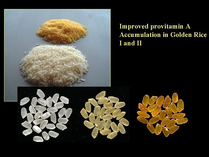 Improved provitamin A Accumulation in Golden Rice I and II 