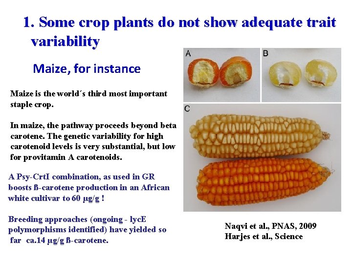 1. Some crop plants do not show adequate trait variability Maize, for instance Maize