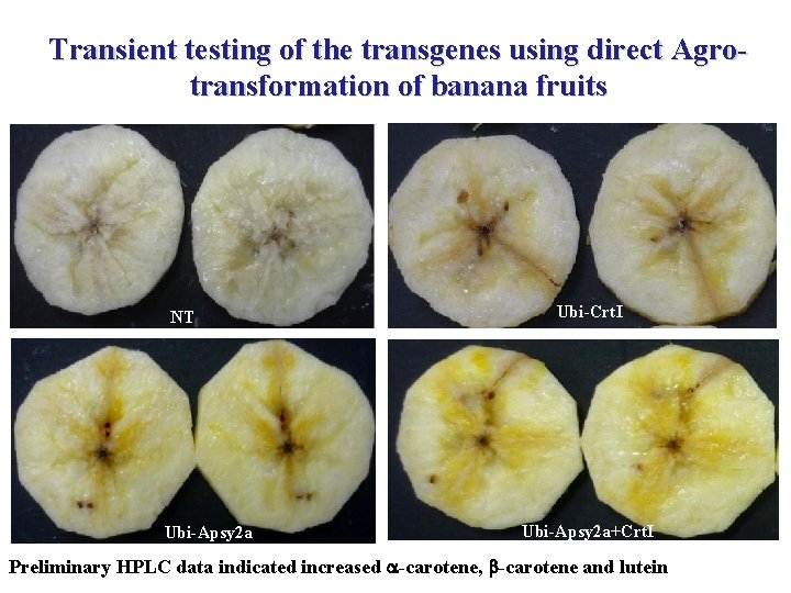 Transient testing of the transgenes using direct Agrotransformation of banana fruits NT NT Ubi-Apsy