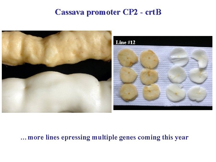 Cassava promoter CP 2 - crt. B Line #12 …more lines epressing multiple genes