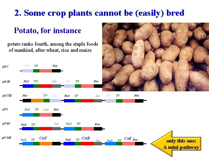 2. Some crop plants cannot be (easily) bred Potato, for instance potato ranks fourth,
