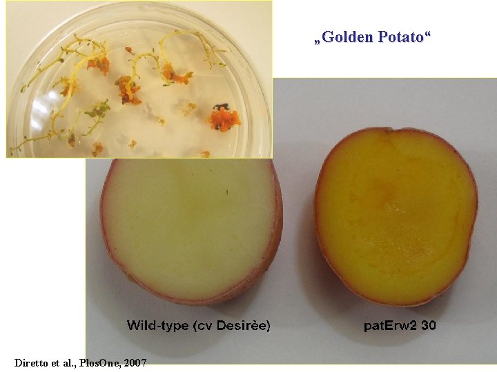 „Golden Potato“ Diretto et al. , Plos. One, 2007 