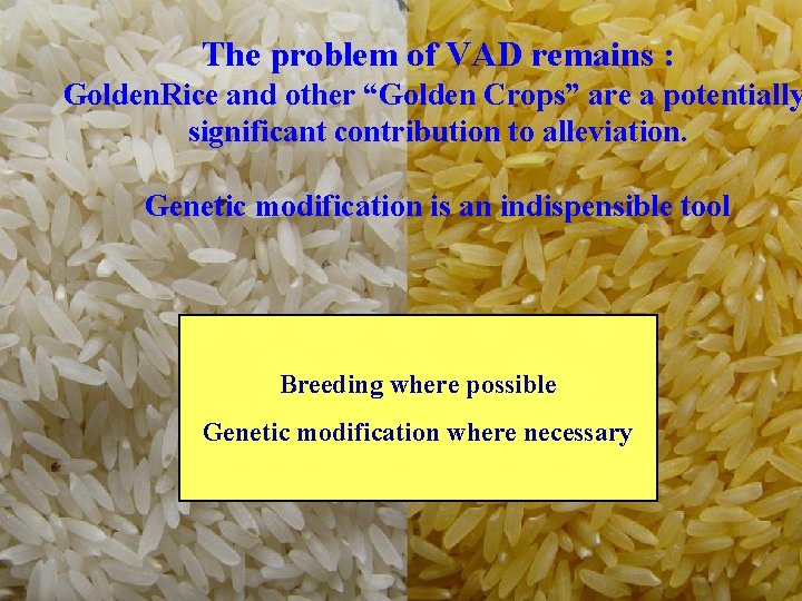 The problem of VAD remains : Golden. Rice and other “Golden Crops” are a