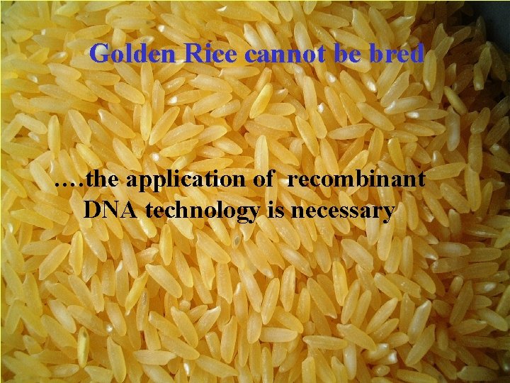 Golden Rice cannot be bred …. the application of recombinant DNA technology is necessary