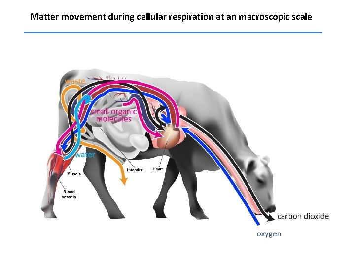 Matter movement during cellular respiration at an macroscopic scale 