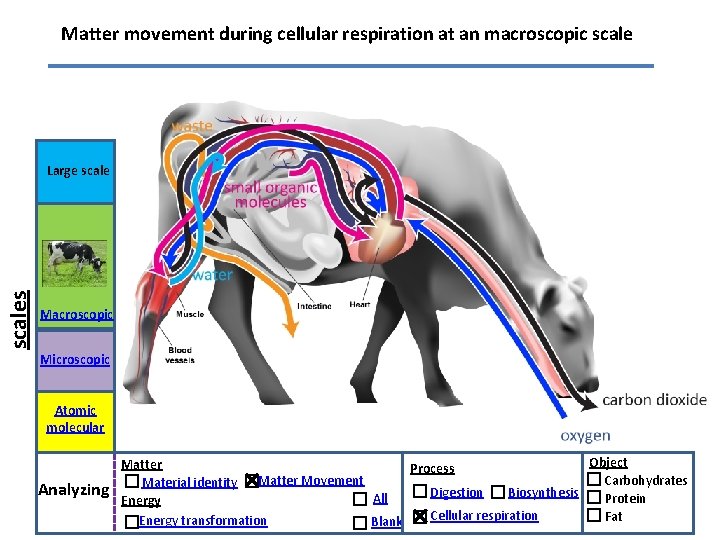Matter movement during cellular respiration at an macroscopic scales Large scale Macroscopic Microscopic Atomic