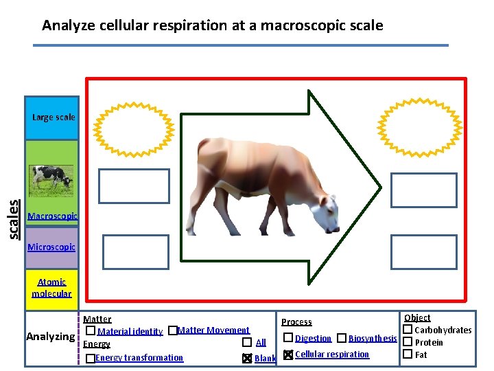 Analyze cellular respiration at a macroscopic scales Large scale Macroscopic Microscopic Atomic molecular Analyzing