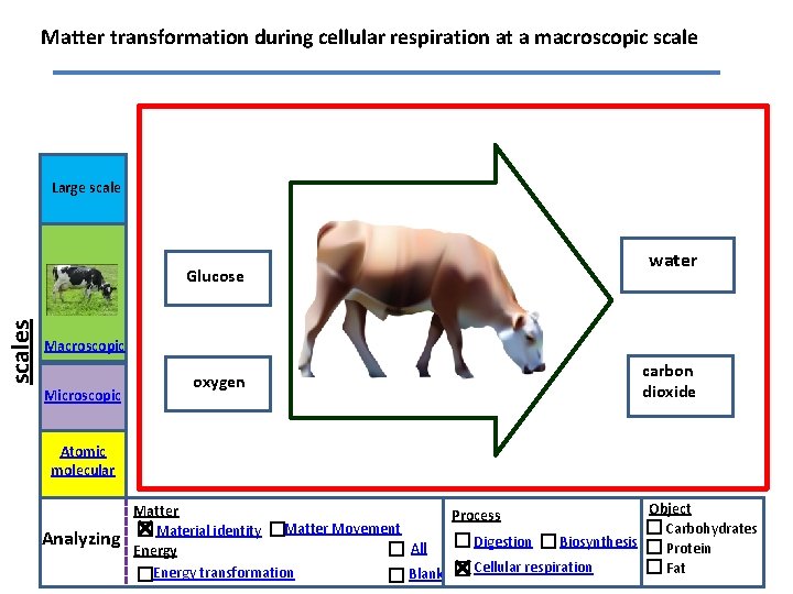 Matter transformation during cellular respiration at a macroscopic scale Large scales Glucose water Macroscopic